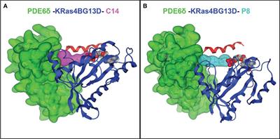 Antineoplastic effect of compounds C14 and P8 on TNBC and radioresistant TNBC cells by stabilizing the K-Ras4BG13D/PDE6δ complex